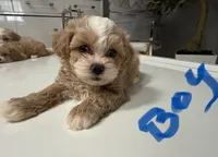 Rusty , a male Shihpoo for sale in Tampa, FL – 1 of 1