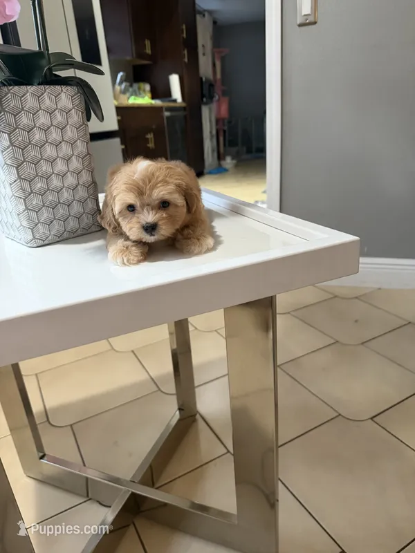 Bailey – Shihpoo puppy for sale in Tampa, FL