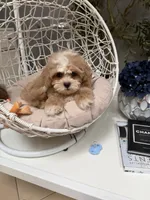 Bear, a male Shihpoo for sale in Tampa, FL – 3 of 3