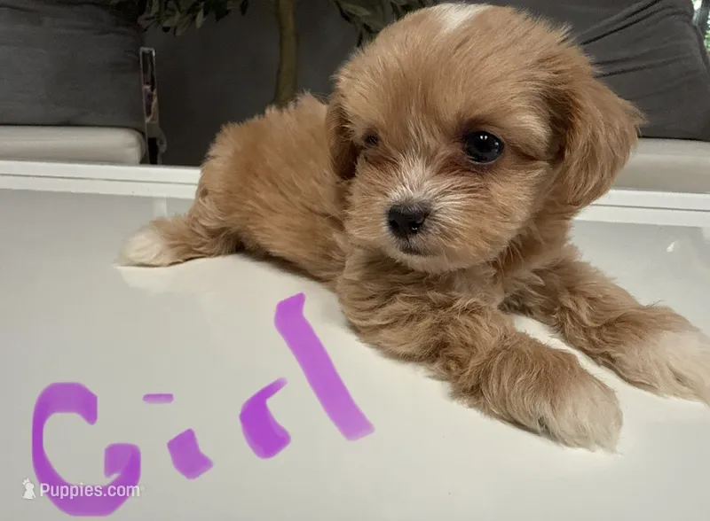 Lilly  – Shihpoo puppy for sale in Tampa, FL