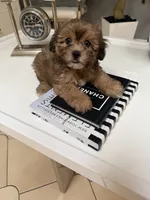 Prince, a male Shihpoo for sale in Tampa, FL – 2 of 2