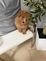 Prince , a female Goldendoodle for sale in Tampa, FL – 1 of 2
