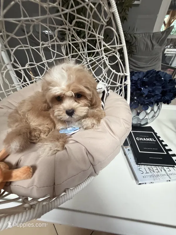 Bear – Shihpoo puppy for sale in Tampa, FL