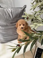 Penny , a female Goldendoodle for sale in Tampa, FL – 1 of 2