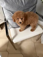 Prince , a female Goldendoodle for sale in Tampa, FL – 2 of 2