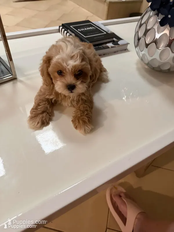 Rusty  – Shihpoo puppy for sale in Tampa, FL