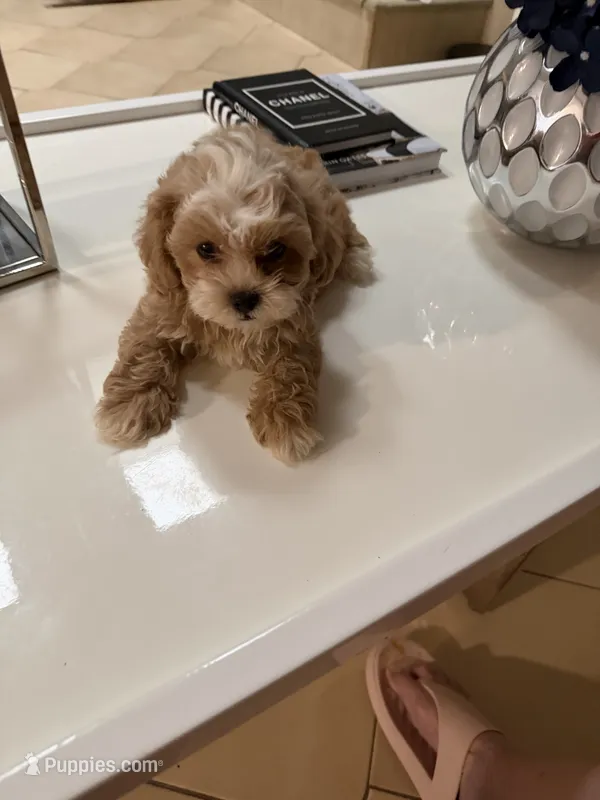 Rusty  – Shihpoo puppy for sale in Tampa, FL