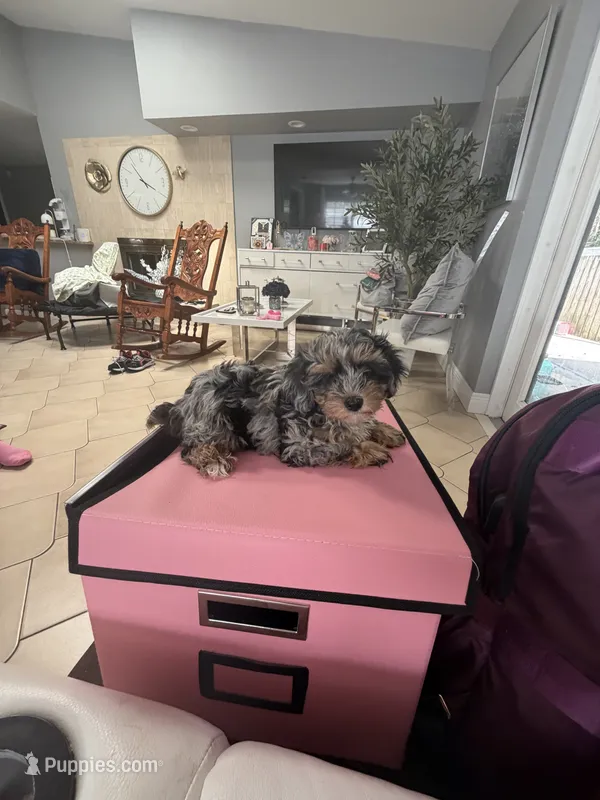 Maggie – Yorkipoo puppy for sale in Tampa, FL