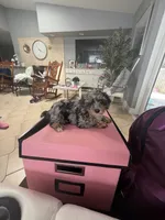 Maggie, a female Yorkipoo for sale in Tampa, FL – 1 of 2