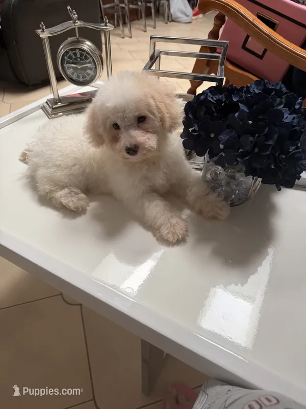 Titan – Poodle - Toy  puppy for sale in Tampa, FL