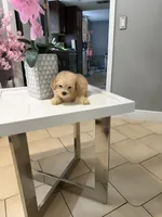 Tiger, a male Maltipoo for sale in Tampa, FL – 1 of 2