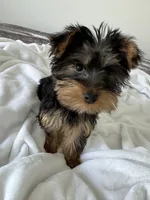 milo , a male Yorkshire Terrier for sale in Albuquerque, NM – 3 of 3