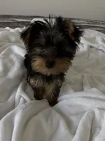milo , a male Yorkshire Terrier for sale in Albuquerque, NM – 2 of 3