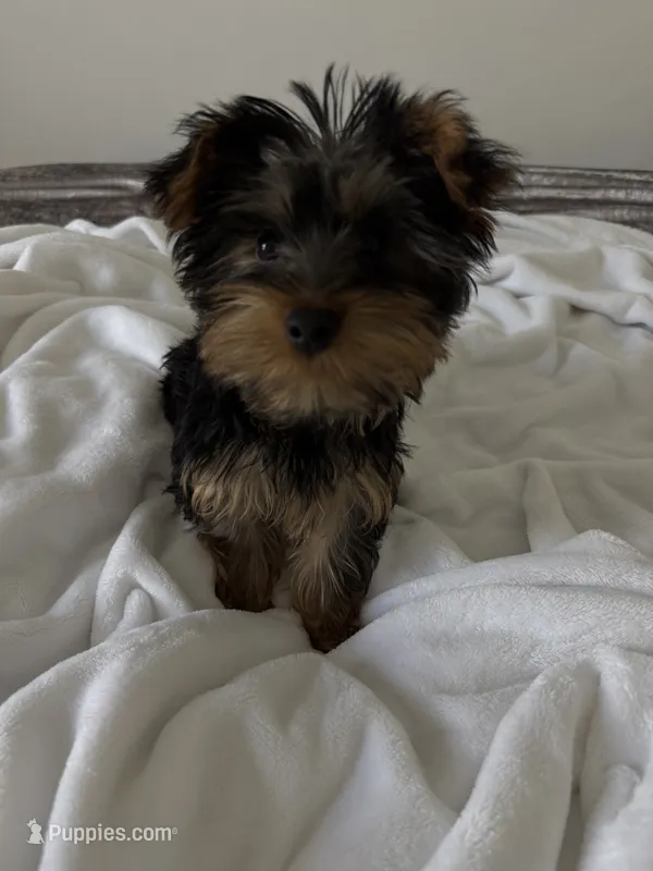 milo , a male Yorkshire Terrier for sale in Albuquerque, NM – 1 of 3
