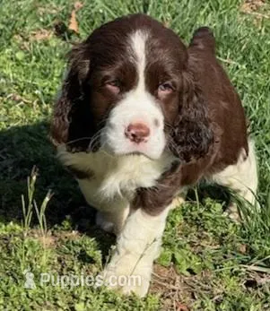 Bruno – English Springer Spaniel puppy for sale in Pittsburgh, PA