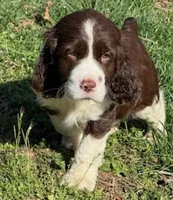 Bruno, a male English Springer Spaniel for sale in Pittsburgh, PA – Photo 1 of 2