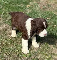 Bruno, a male English Springer Spaniel for sale in Pittsburgh, PA – Photo 2 of 2