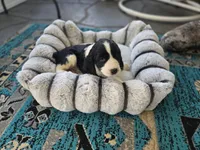 Bear, a male English Springer Spaniel for sale in Pittsburgh, PA – Photo 8 of 9