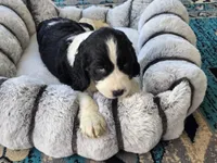 Bear, a male English Springer Spaniel for sale in Pittsburgh, PA – Photo 6 of 9