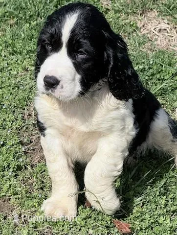 Bear – English Springer Spaniel puppy for sale in Pittsburgh, PA