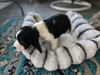 Bear, a male English Springer Spaniel for sale in Pittsburgh, PA – Photo 3 of 9