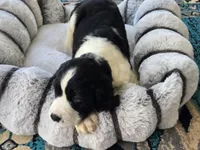 Bear, a male English Springer Spaniel for sale in Pittsburgh, PA – Photo 4 of 9