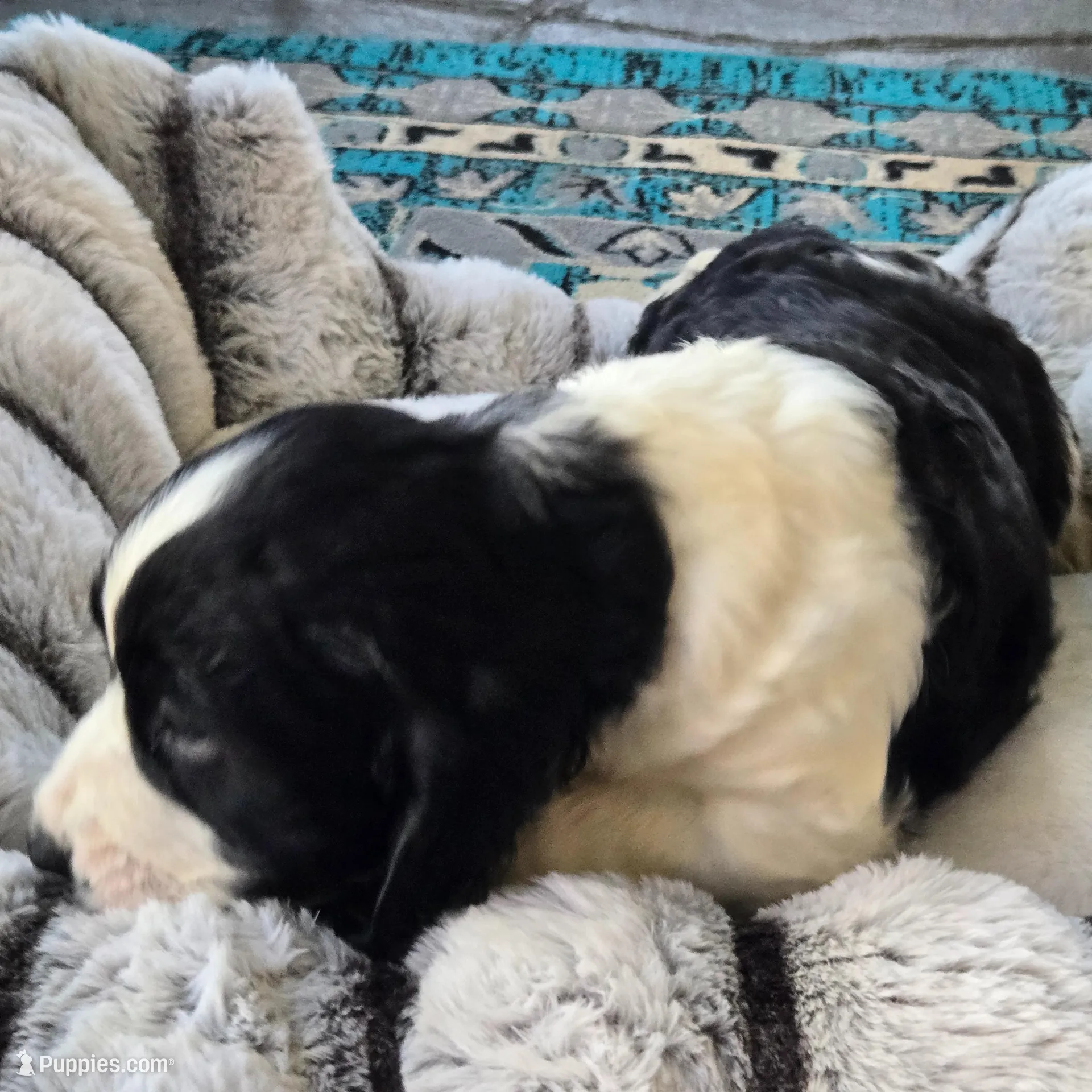 Bear, a male English Springer Spaniel for sale in Pittsburgh, PA – Photo 9 of 9