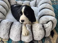 Bear, a male English Springer Spaniel for sale in Pittsburgh, PA – Photo 1 of 9