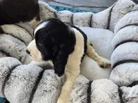 Bear, a male English Springer Spaniel for sale in Pittsburgh, PA – Photo 7 of 9