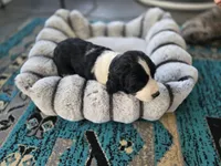 Bear, a male English Springer Spaniel for sale in Pittsburgh, PA – Photo 5 of 9