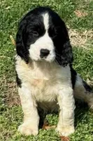 Bear, a male English Springer Spaniel for sale in Pittsburgh, PA – Photo 2 of 2