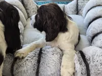 Daisy, a female English Springer Spaniel for sale in Pittsburgh, PA – Photo 2 of 3