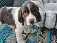 Daisy, a female English Springer Spaniel for sale in Pittsburgh, PA – Photo 3 of 3