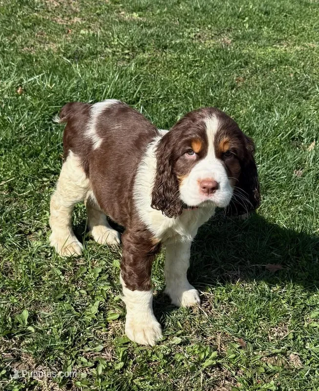 Daisy – English Springer Spaniel puppy for sale in Pittsburgh, PA