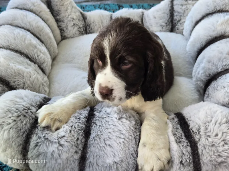 Daisy – English Springer Spaniel puppy for sale in Pittsburgh, PA