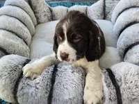 Daisy, a female English Springer Spaniel for sale in Pittsburgh, PA – Photo 1 of 3