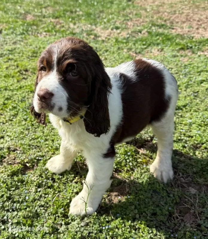 Candy – English Springer Spaniel puppy for sale in Pittsburgh, PA