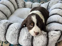 Max, a male English Springer Spaniel for sale in Pittsburgh, PA – Photo 2 of 5