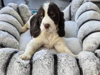 Max, a male English Springer Spaniel for sale in Pittsburgh, PA – Photo 5 of 5