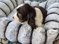 Max, a male English Springer Spaniel for sale in Pittsburgh, PA – Photo 3 of 5