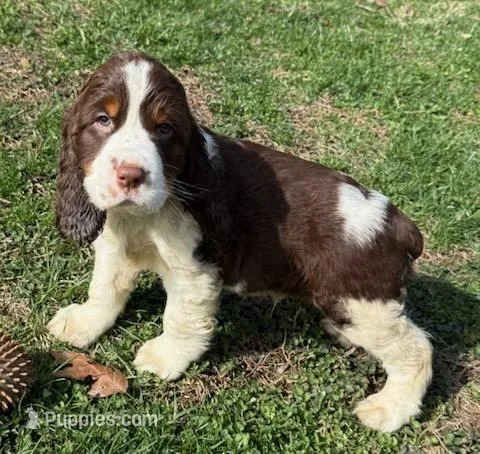 Max – English Springer Spaniel puppy for sale in Pittsburgh, PA