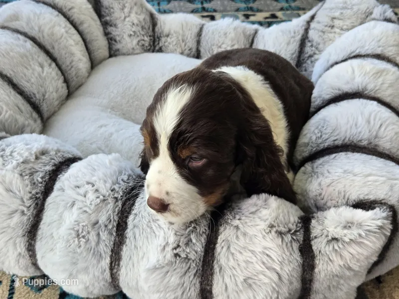 Max – English Springer Spaniel puppy for sale in Pittsburgh, PA
