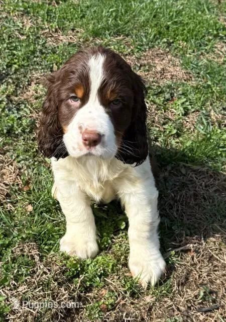 Max – English Springer Spaniel puppy for sale in Pittsburgh, PA