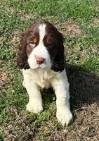 Max, a male English Springer Spaniel for sale in Pittsburgh, PA – Photo 2 of 2