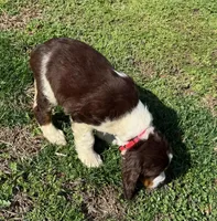 Sunny, a female English Springer Spaniel for sale in Pittsburgh, PA – Photo 2 of 2