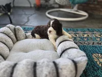 Sol, a female English Springer Spaniel for sale in Pittsburgh, PA – Photo 3 of 5