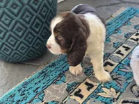 Sol, a female English Springer Spaniel for sale in Pittsburgh, PA – Photo 5 of 5