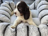 Sol, a female English Springer Spaniel for sale in Pittsburgh, PA – Photo 1 of 5