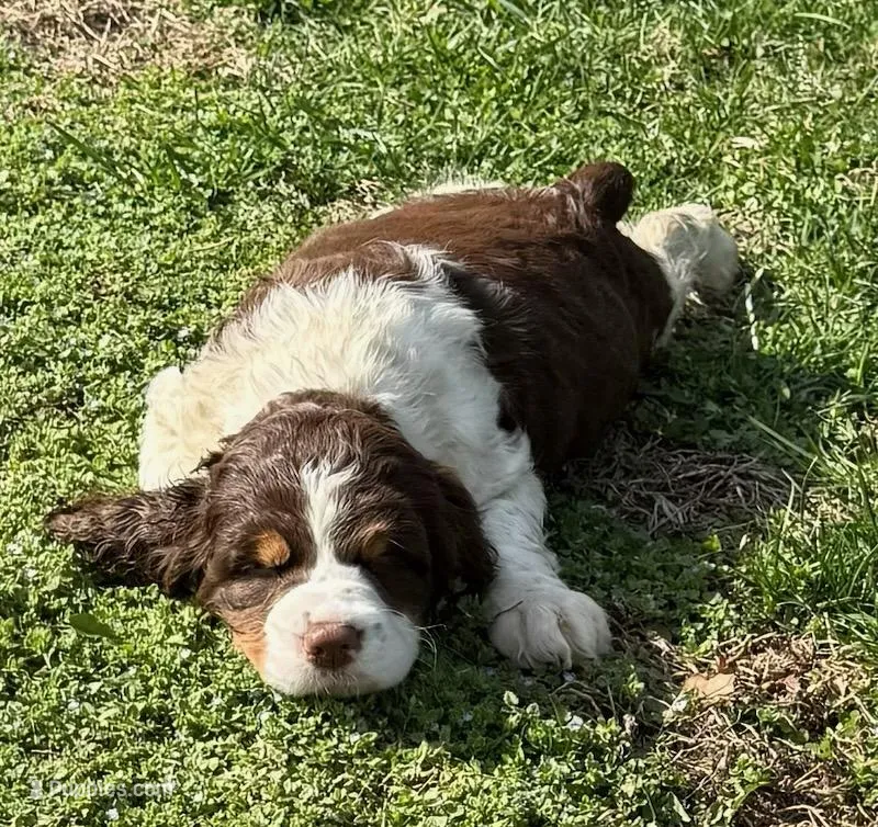 Star – English Springer Spaniel puppy for sale in Pittsburgh, PA