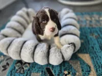 Star, a female English Springer Spaniel for sale in Pittsburgh, PA – Photo 2 of 2